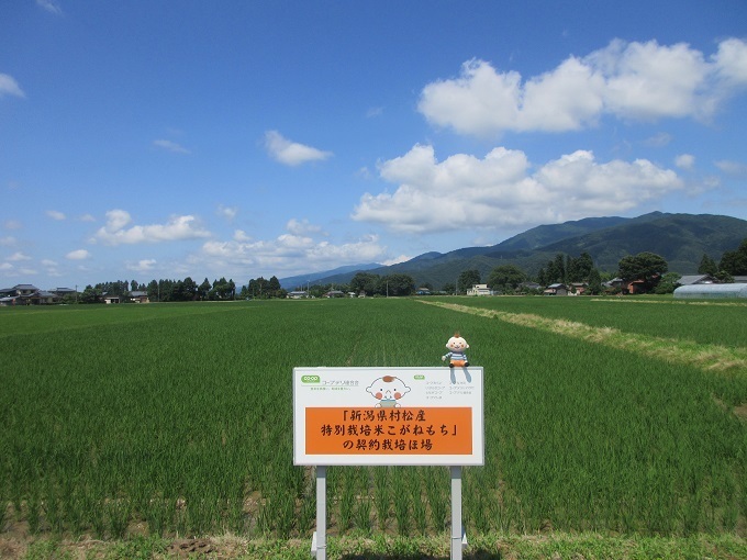 特別栽培米使用 - 新潟県産特別栽培米こがねもち600g