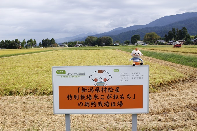 新潟県村松産特別栽培米こがねもち 田んぼレポート2023〈稲刈り編〉 新潟県村松産特別栽培米こがねもち 田んぼレポート2023〈稲刈り編〉